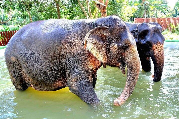 Koh Samui: Elephant Nature Care, the largest elephant sanctuary