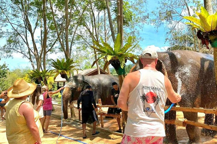 Koh Samui: Elephant Nature Care, the largest elephant sanctuary