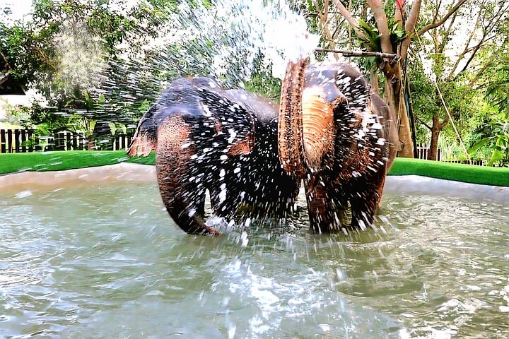 Koh Samui: Elephant Nature Care, the largest elephant sanctuary