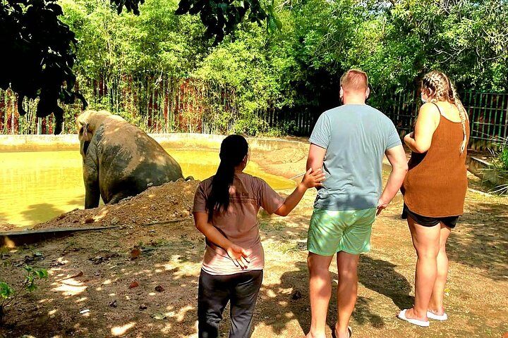 Koh Samui: Elephant Nature Care, the largest elephant sanctuary