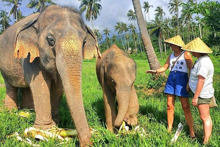 Koh Samui: Elephant Nature Care, the largest elephant sanctuary