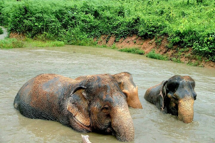 Koh Samui: Elephant Nature Care, the largest elephant sanctuary