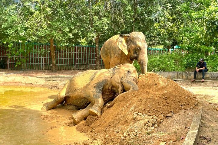 Koh Samui: Elephant Nature Care, the largest elephant sanctuary