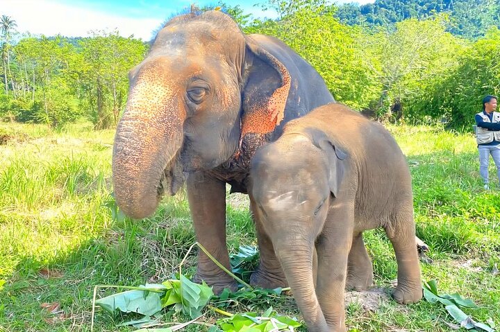 Koh Samui: Elephant Nature Care, the largest elephant sanctuary