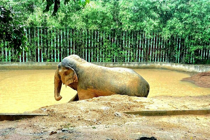 Koh Samui: Elephant Nature Care, the largest elephant sanctuary