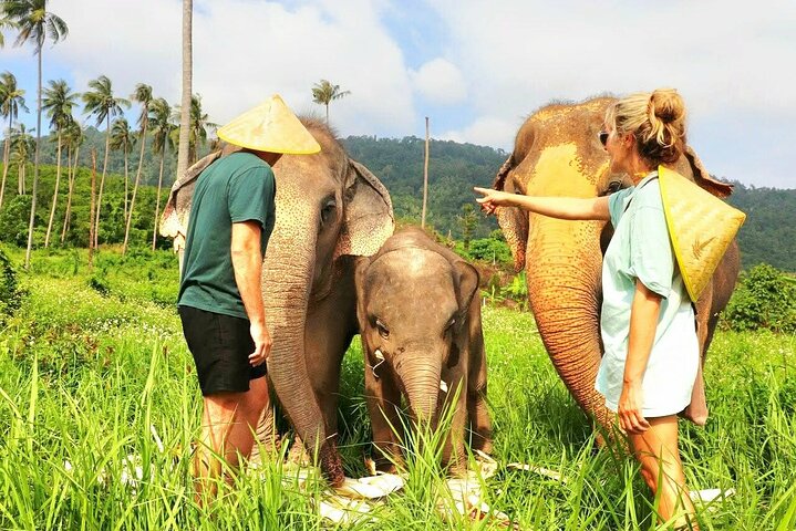 Koh Samui: Elephant Nature Care, the largest elephant sanctuary