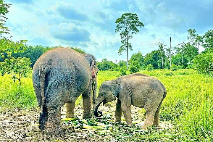 Koh Samui: Elephant Nature Care, the largest elephant sanctuary