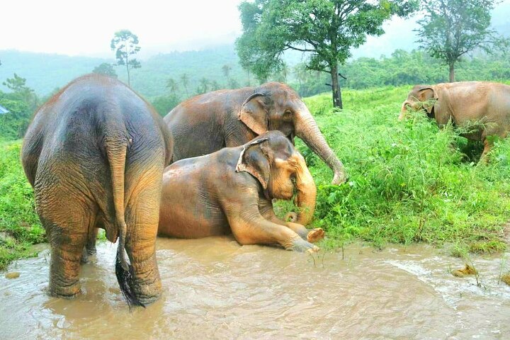 Koh Samui: Elephant Nature Care, the largest elephant sanctuary