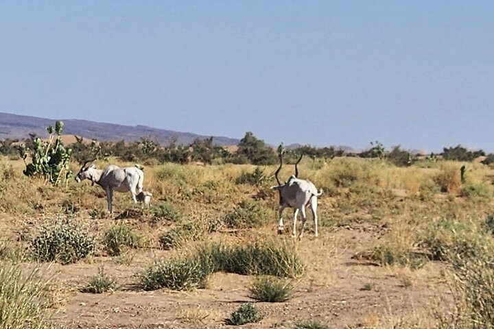 Overnight Desert Escape Foum Zguid to Erg Chigaga Dunes