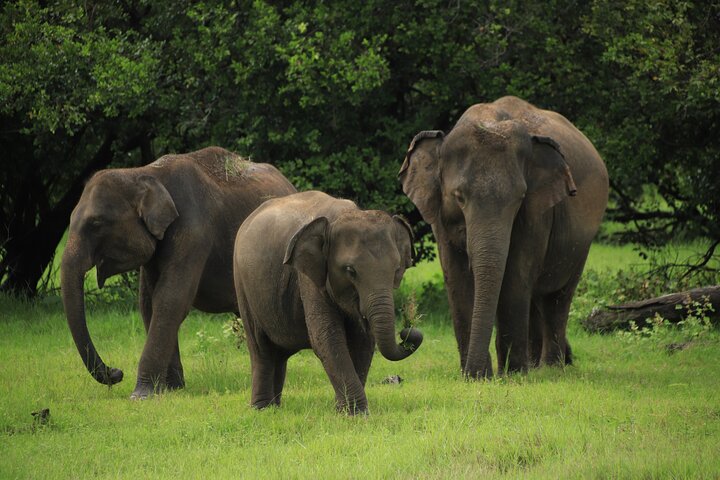 Minneriya National Park Half Day Private Safari With Expert Guide
