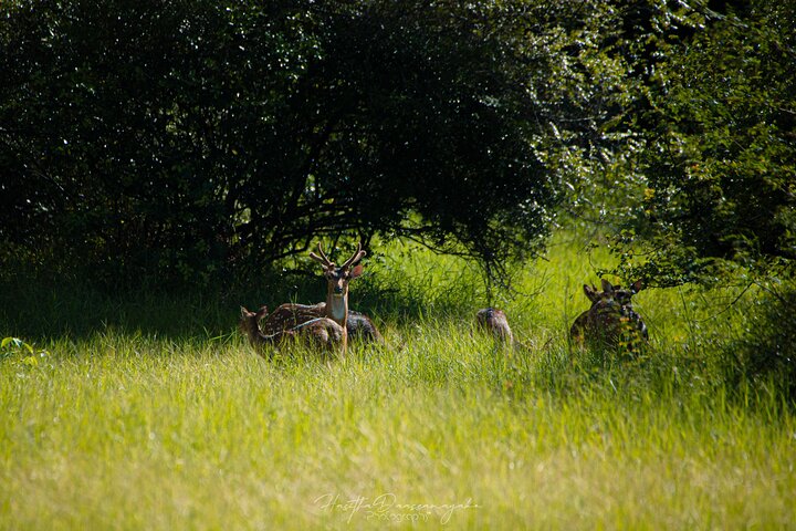 Minneriya National Park Half Day Private Safari With Expert Guide