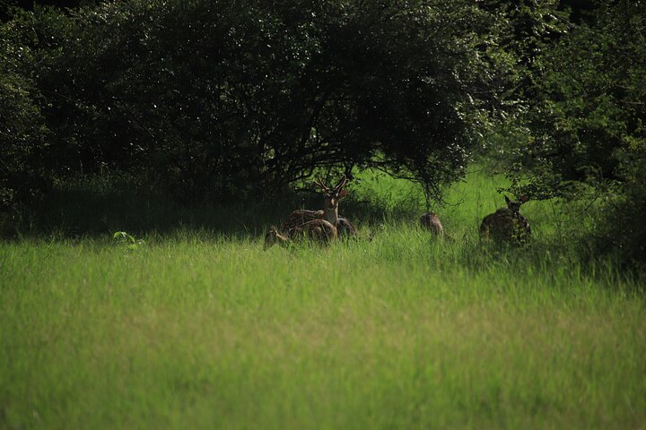 Minneriya National Park Half Day Private Safari With Expert Guide