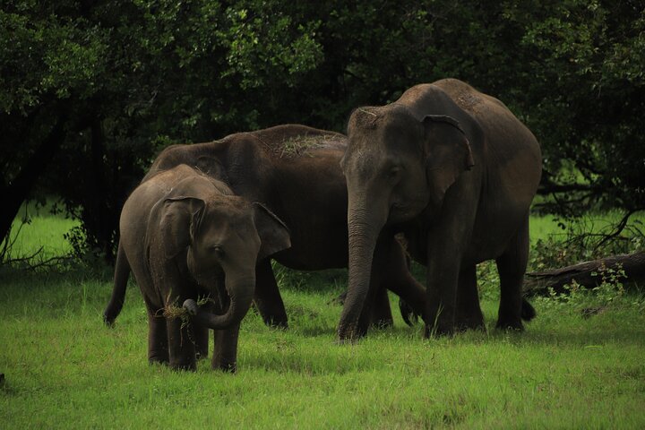 Minneriya National Park Half Day Private Safari With Expert Guide