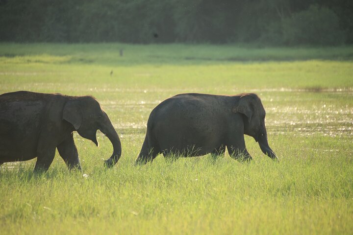 Minneriya National Park Half Day Private Safari With Expert Guide