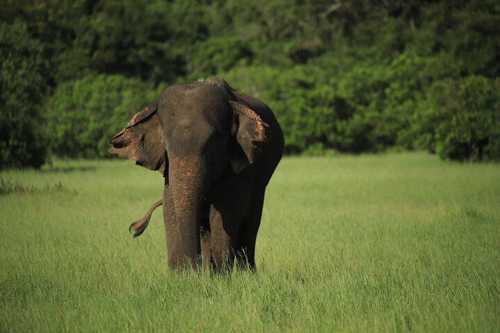 Minneriya National Park Half Day Private Safari With Expert Guide