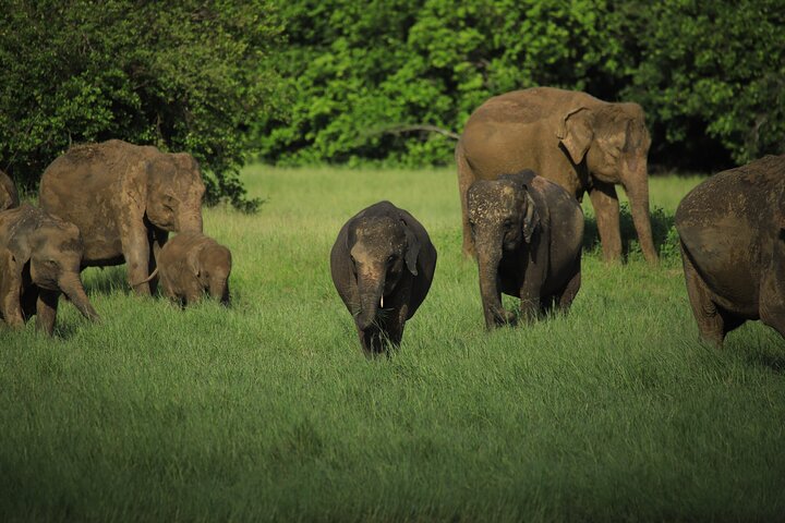 Minneriya National Park Half Day Private Safari With Expert Guide