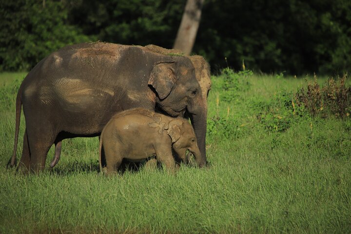 Minneriya National Park Half Day Private Safari With Expert Guide