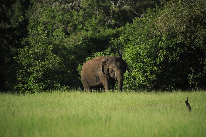 Minneriya National Park Half Day Private Safari With Expert Guide