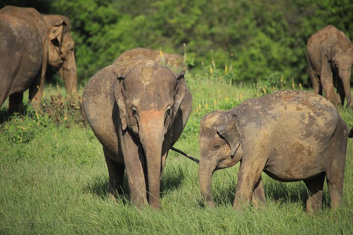 Minneriya National Park Half Day Private Safari With Expert Guide