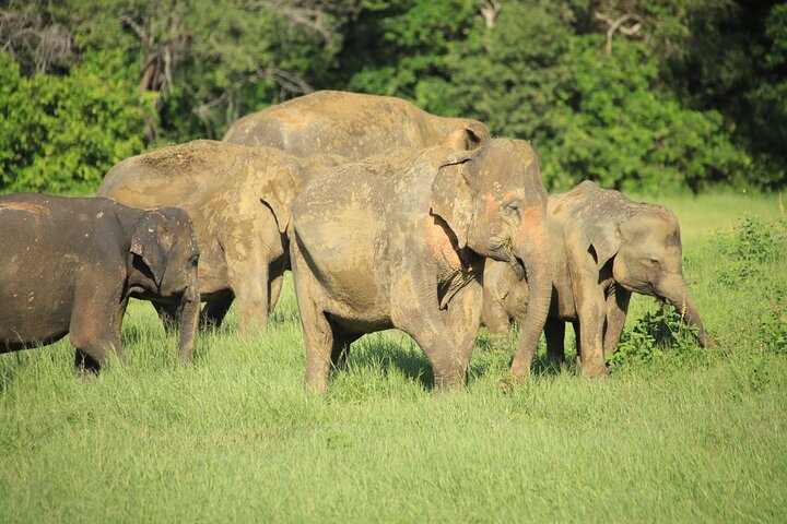 Minneriya National Park Half Day Private Safari With Expert Guide