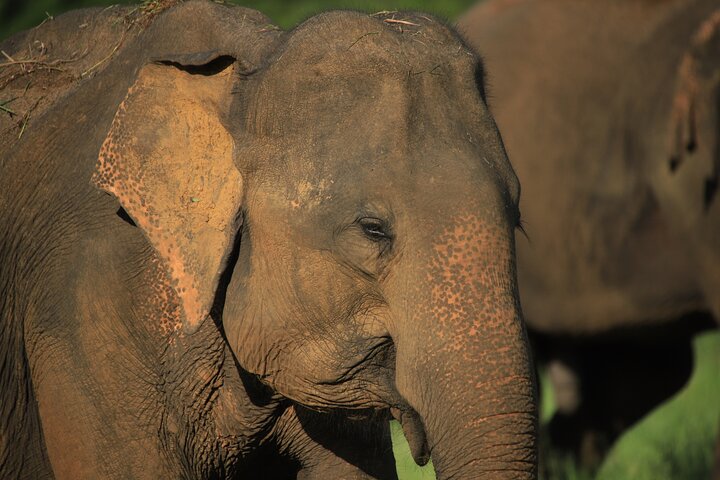 Minneriya National Park Half Day Private Safari With Expert Guide