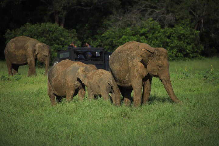 Minneriya National Park Half Day Private Safari With Expert Guide