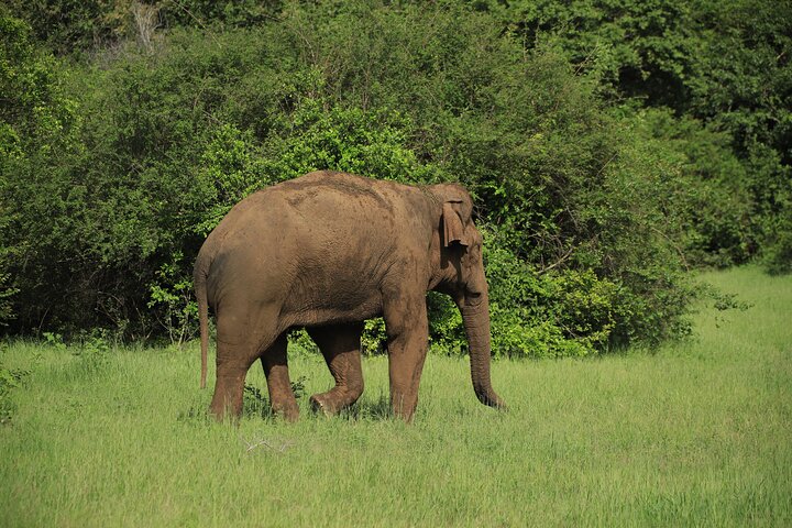 Minneriya National Park Half Day Private Safari With Expert Guide