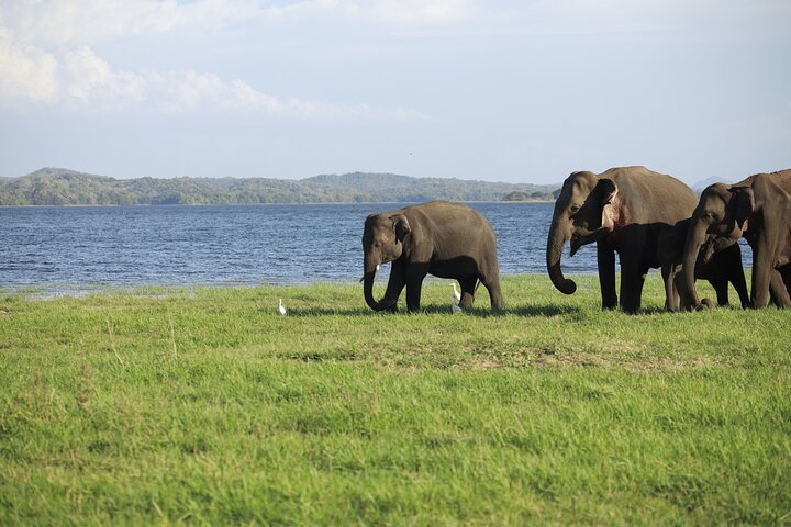 Sigiriya Hike & Minneriya Safari Private Full Day Tour