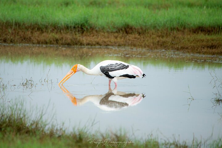 Sigiriya Hike & Minneriya Safari Private Full Day Tour