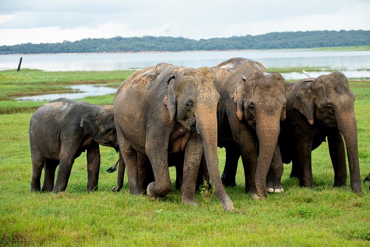 Sigiriya Hike & Minneriya Safari Private Full Day Tour