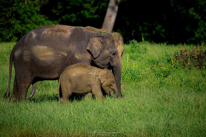 Sigiriya Hike & Minneriya Safari Private Full Day Tour