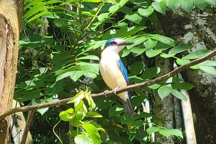 Samoa Full Day Bird Watching Tour with Local Guides