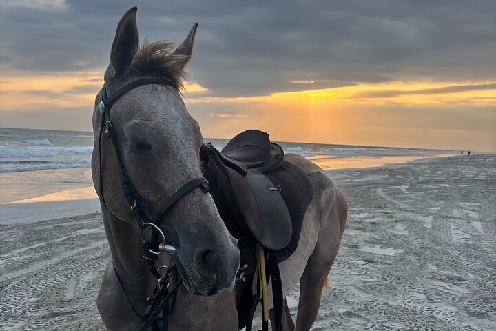 Salalah Camel & Horse Riding Experience