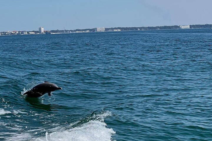 Shell Island Snorkel And Dolphin Sightseeing