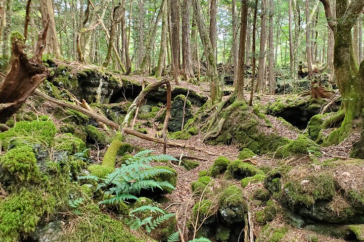 Mt Fuji Aokigahara Forest Adventure Hiking Tour
