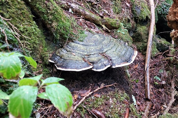 Mt Fuji Aokigahara Forest Adventure Hiking Tour