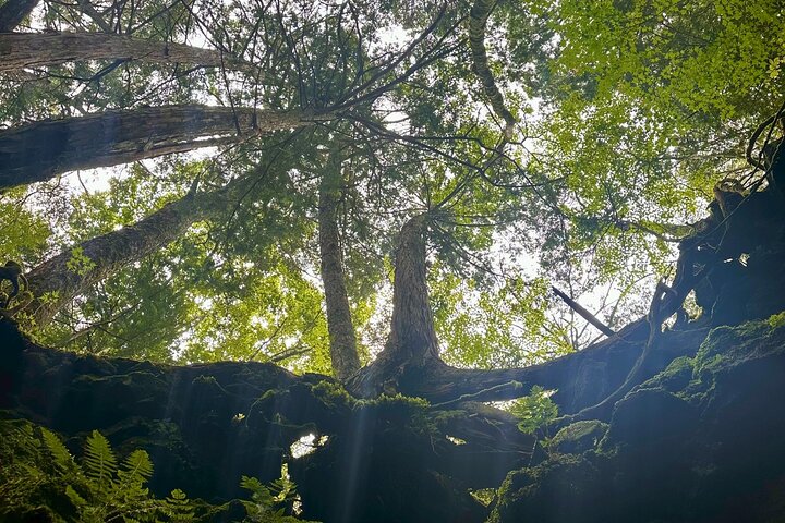 Mt Fuji Aokigahara Forest Adventure Hiking Tour
