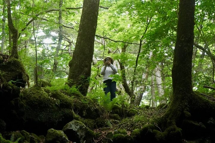 Mt Fuji Aokigahara Forest Adventure Hiking Tour