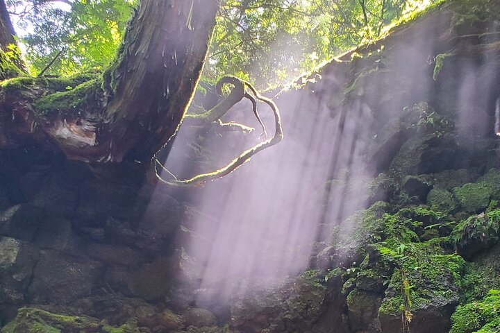 Mt Fuji Aokigahara Forest Adventure Hiking Tour