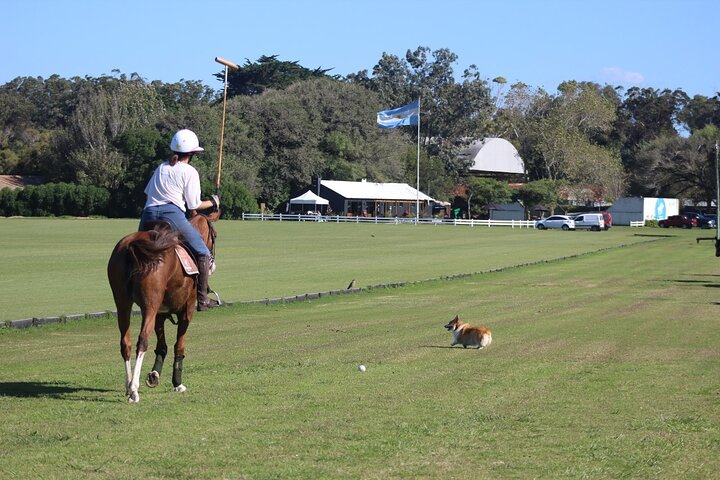Polo Lessons in Mar del Plata: Learn and Improve Your Game