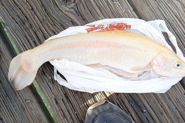 Learn to Pier Fish: Beginner Groups 2-6 persons (No license)