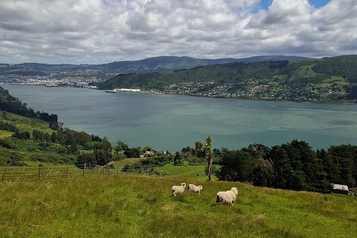 Private Dunedin & Otago Peninsula Tours Up to 4 people