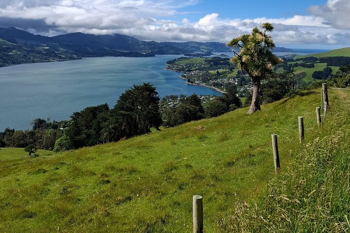 Private Dunedin & Otago Peninsula Tours Up to 4 people