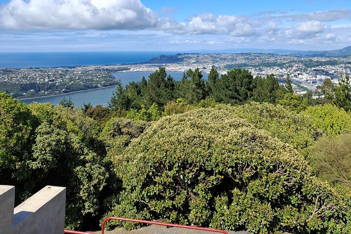 Private Dunedin & Otago Peninsula Tours Up to 4 people