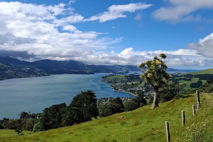 Private Dunedin & Otago Peninsula Tours Up to 4 people