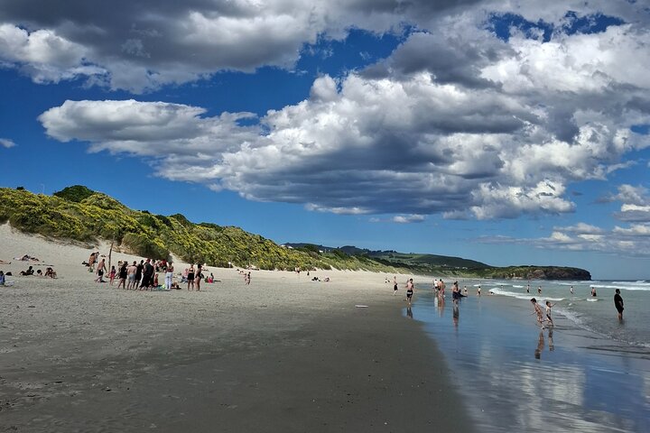 Private Dunedin & Otago Peninsula Tours Up to 4 people
