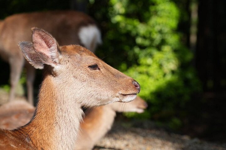 Nara Early Morning Group Tour from Kyoto or Osaka