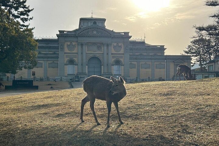 Nara Early Morning Group Tour from Kyoto or Osaka