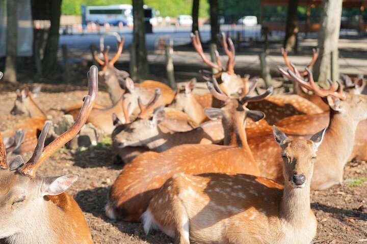 Nara Early Morning Group Tour from Kyoto or Osaka