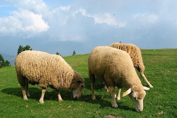 Sun Moon Lake & Cingjing Farm Day Tour from Taichung with Cruise